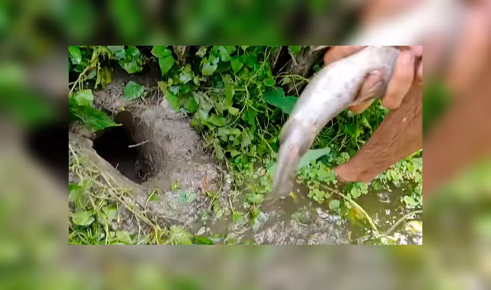 En Facebook, un pescador compartió el misterioso hallazgo que hizo dentro de un hoyo de barro. En Facebook, un pescador compartió el misterioso hallazgo que hizo dentro de un hoyo de barro.