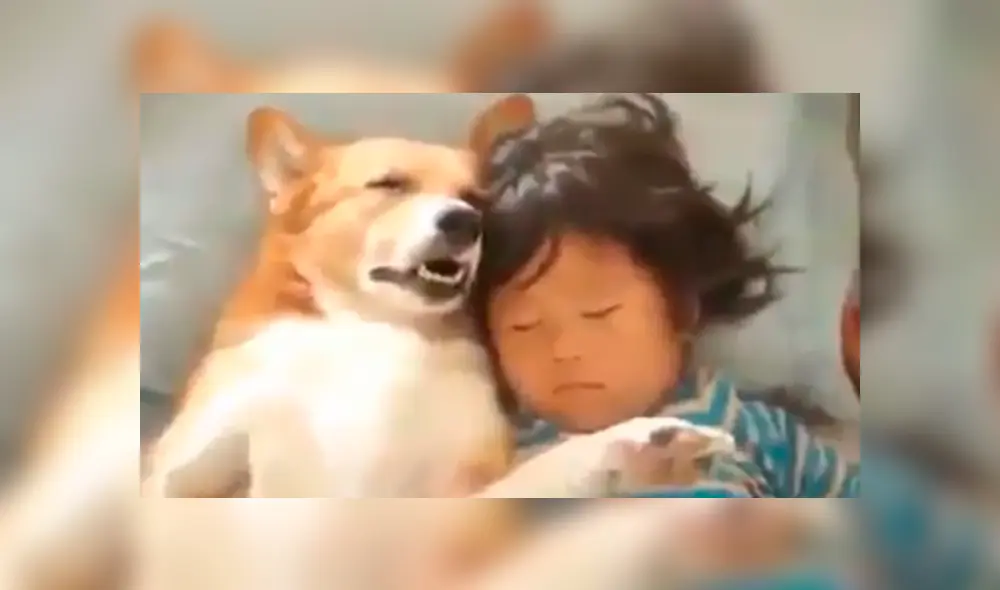 Desliza las imágenes hacia la izquierda para apreciar la emotiva escena entre una niña junto a su perro. Desliza las imágenes hacia la izquierda para apreciar la emotiva escena entre una niña junto a su perro.