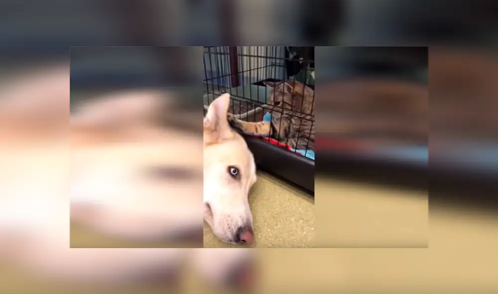 Facebook viral: un gato que consuela a perro en veterinaria sorprende a todos [VIDEO] 