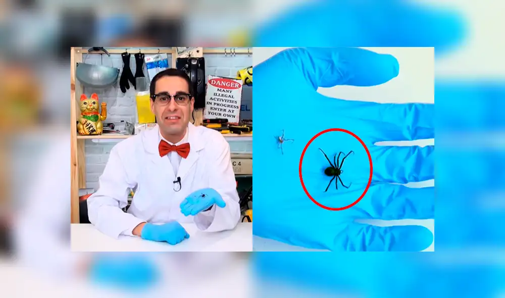 YouTube: Parten a una viuda negra a la mitad y en su interior encuentran algo espeluznante [VIDEO] 