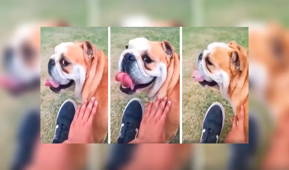 En Facebook, un joven le dijo ‘feo’ a su perro y no imaginó que su mascota lo iba atacar ferozmente. En Facebook, un joven le dijo ‘feo’ a su perro y no imaginó que su mascota lo iba atacar ferozmente.