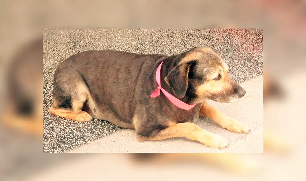 Facebook: alumnos de la UNMSM comparten fotografías inéditas de 'Perrovaca' [FOTOS]