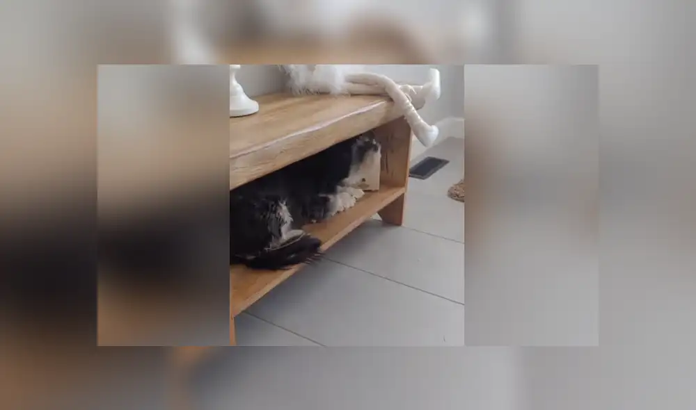 A través de YouTube se hizo viral el curioso comportamiento de un perro al darse cuenta que quieren bañarlo. A través de YouTube se hizo viral el curioso comportamiento de un perro al darse cuenta que quieren bañarlo.