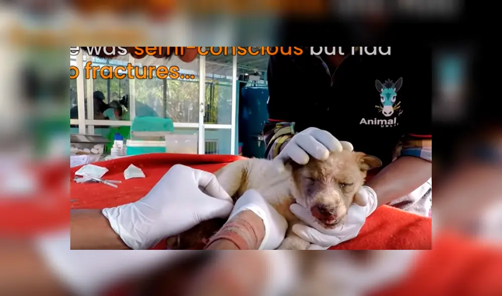 Desliza hacia la izquierda para ver el conmovedor hallazgo del perro que se hizo viral en YouTube. Desliza hacia la izquierda para ver el conmovedor hallazgo del perro que se hizo viral en YouTube.