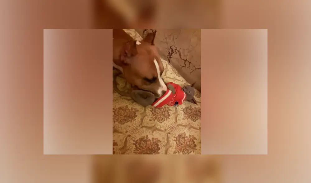 Desliza hacia la izquierda para ver la conmovedora reacción de los animales que se volvió viral en Facebook.