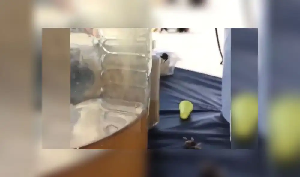 En Youtube, un video se volvió viral al dejar a miles impresionados con la hazaña que logró un grupo de abejas. En Youtube, un video se volvió viral al dejar a miles impresionados con la hazaña que logró un grupo de abejas.
