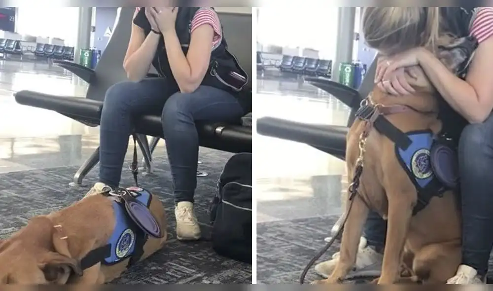 Perro sorprende al saber cómo reconocer ataques de pánico [VIDEO]