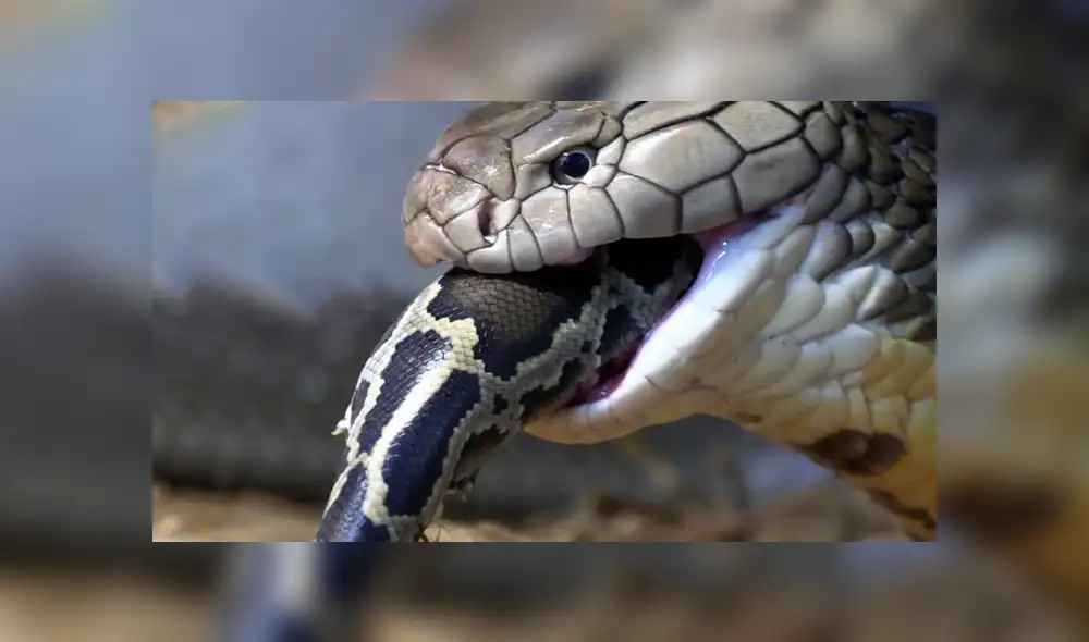 Desliza hacia la izquierda para ver el feroz ataque de una serpiente que se volvió viral en Facebook.