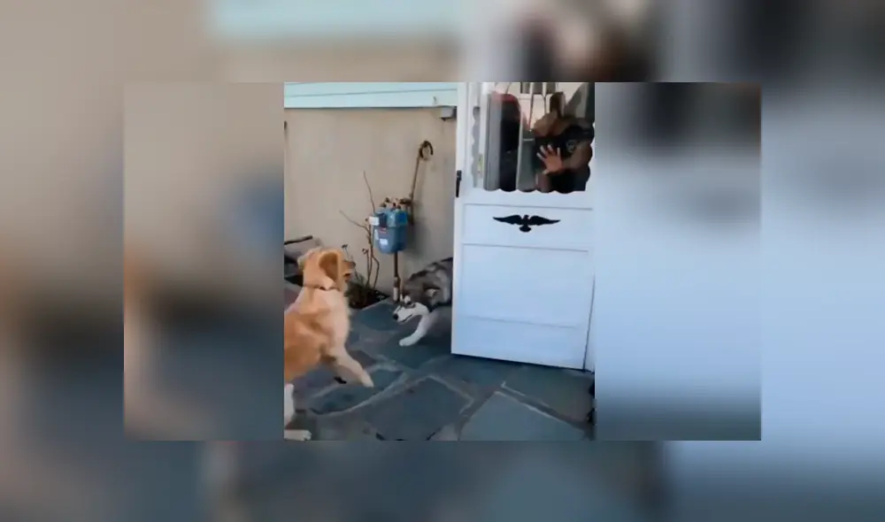 Desliza las imágenes para conocer la emotiva reacción de un perro al volver a ver a su ‘mejor amigo’. Desliza las imágenes para conocer la emotiva reacción de un perro al volver a ver a su ‘mejor amigo’.