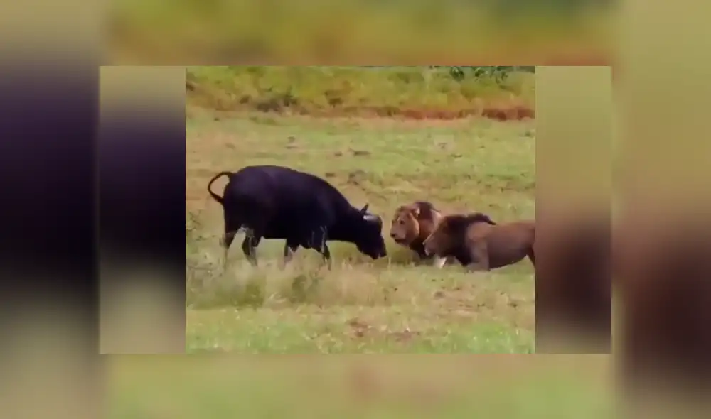 YouTube viral: Mamá búfalo se sacrifica para salvar a su cría de terribles criaturas [VIDEO]
