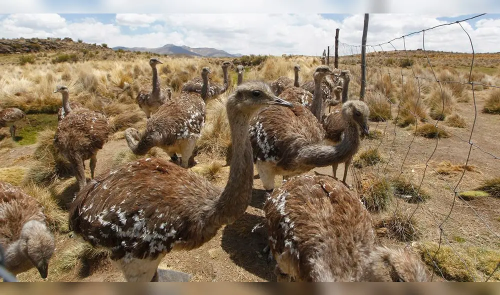 MACHO. Es el encargado de hacer empollar al huevo. Esa es su tarea.