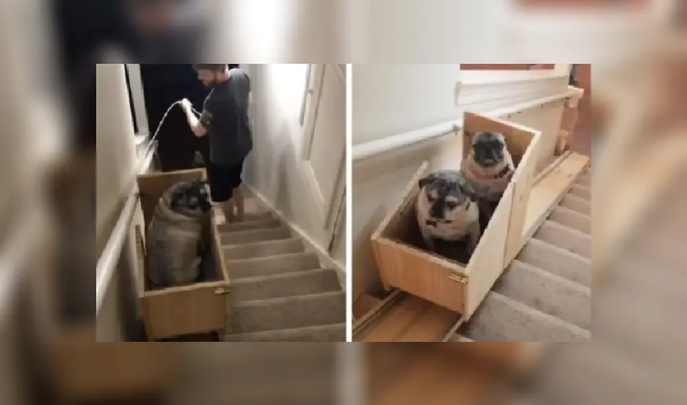 Desliza para ver más imágenes sobre este increíble invento que hizo una joven para sus mascotas. (Foto: captura) Desliza para ver más imágenes sobre este increíble invento que hizo una joven para sus mascotas. (Foto: captura)