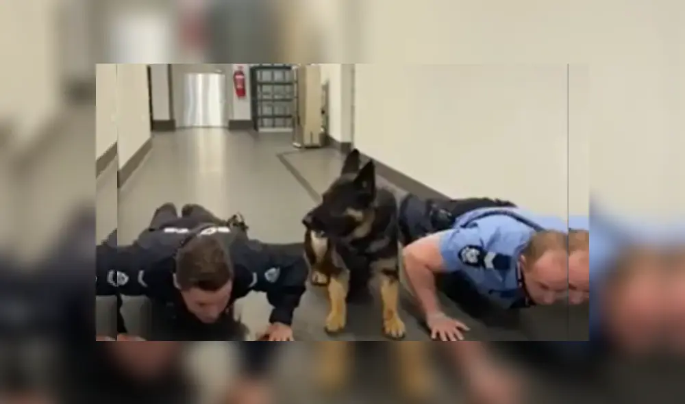 Desliza las imágenes para ver más sobre esta divertida rutina de ejercicios que realizó un obediente perro.