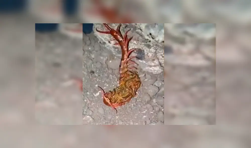 YouTube viral: halla extraña criatura retorciéndose de dolor en la tierra y queda impactado al descubrir qué es [VIDEO]
