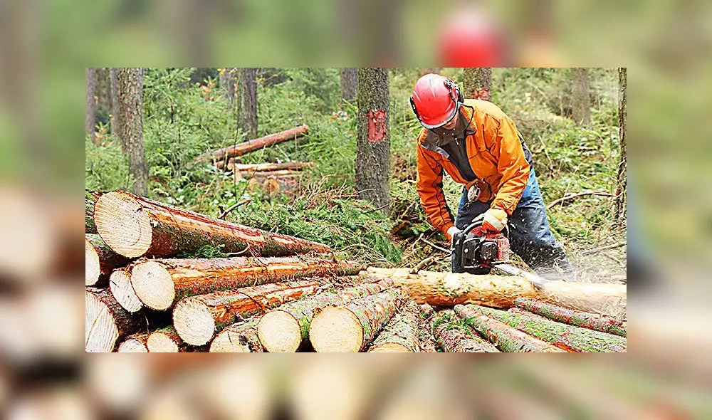 Sector forestal Sector forestal