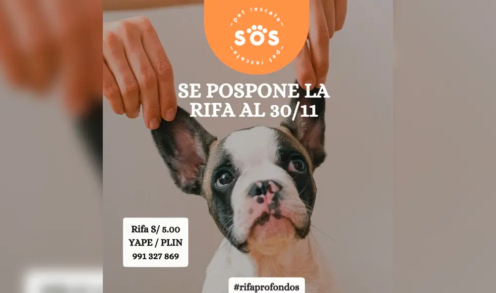 La lucha animalista tiene cada vez mayor difusión en la sociedad. Foto: Rescate Animal / Instagram La lucha animalista tiene cada vez mayor difusión en la sociedad. Foto: Rescate Animal / Instagram