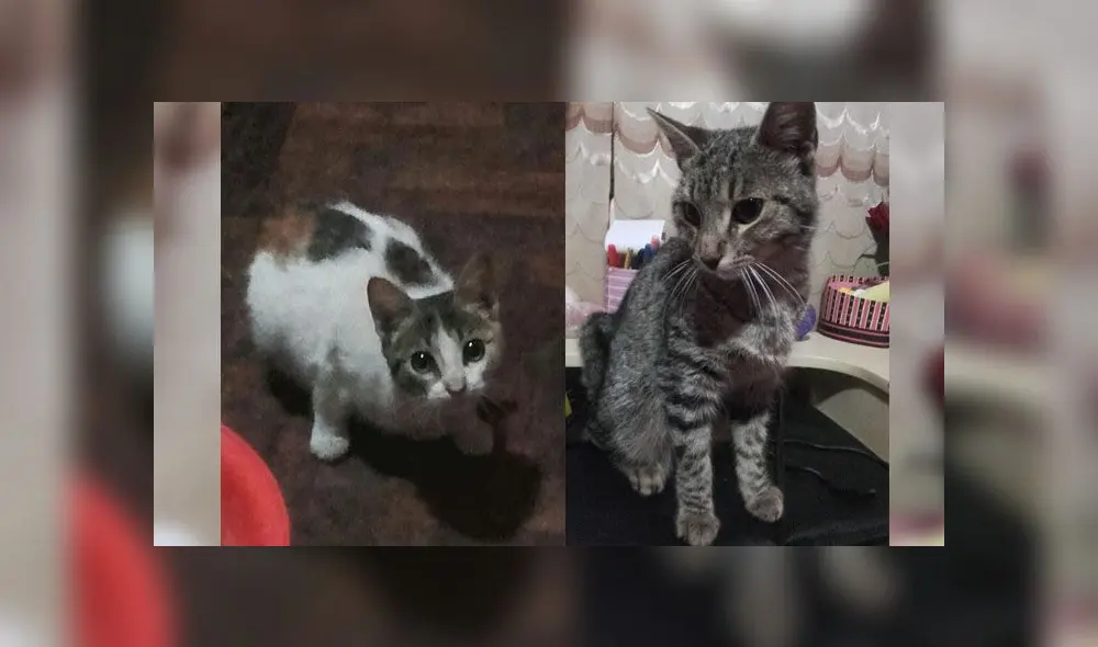 Las pequeñas ya están esterilizadas. Foto: Composición