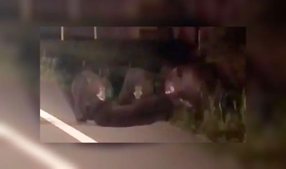 Oso bebé queda malherido en carretera y su ‘amigo’ lo arrastra para salvarlo [VIDEO]