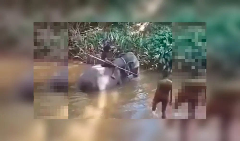 Elefante