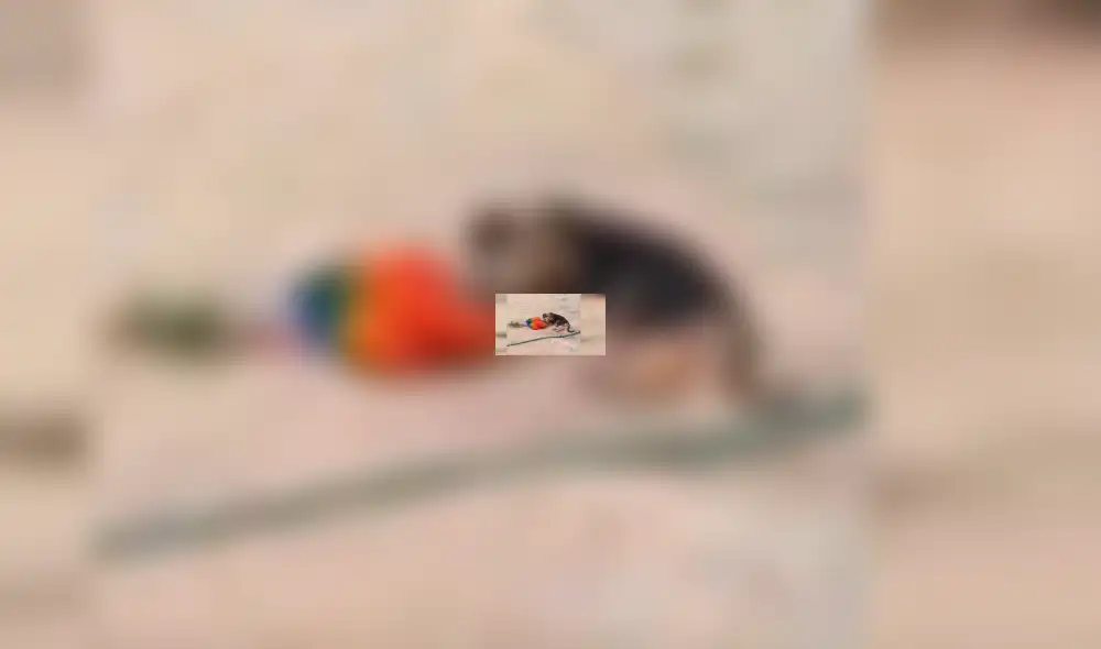 Facebook viral: Perro y loro son pillados en tierna escena de amor y miles se conmueven [VIDEO]