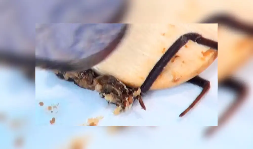 YouTube: Parten a una viuda negra a la mitad y en su interior encuentran algo espeluznante [VIDEO] 