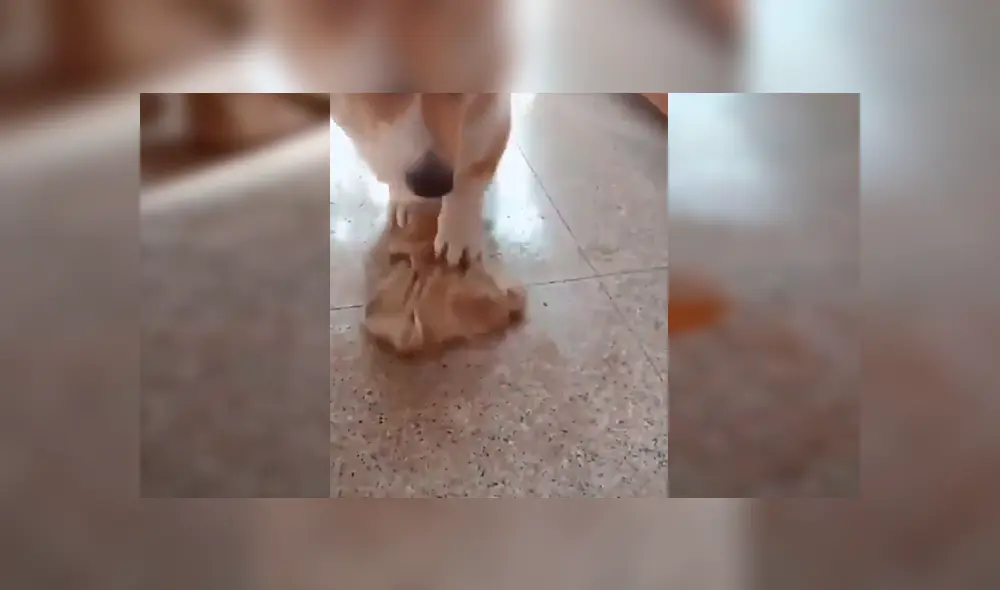 Facebook viral: perro limpia su orine con trapito, luego de que su dueño le regañara duramente [VIDEO]