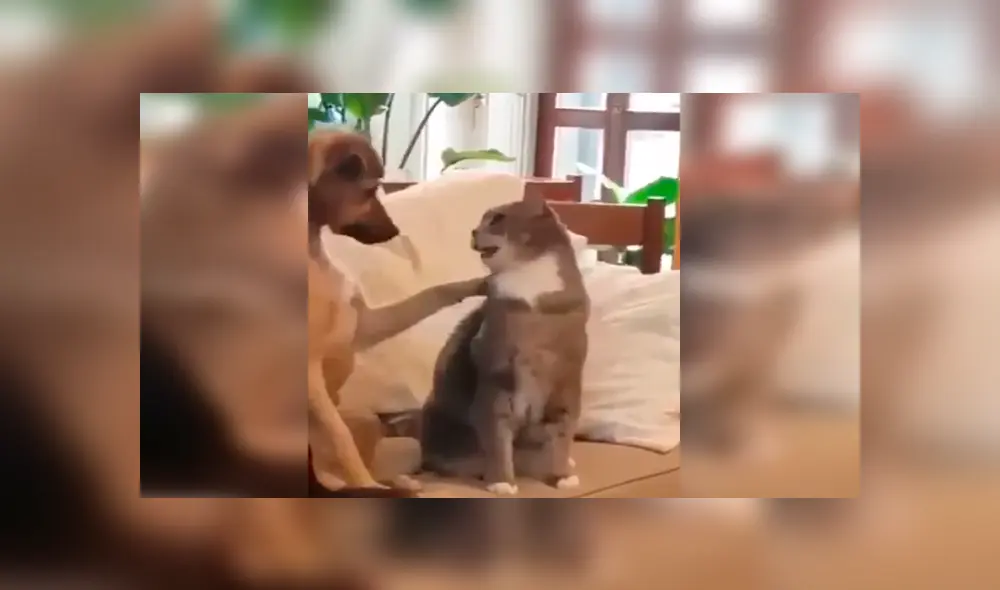 En Facebook, un perro recibió una furiosa reacción de un gato cuando pretendió darle unas caricias. En Facebook, un perro recibió una furiosa reacción de un gato cuando pretendió darle unas caricias.
