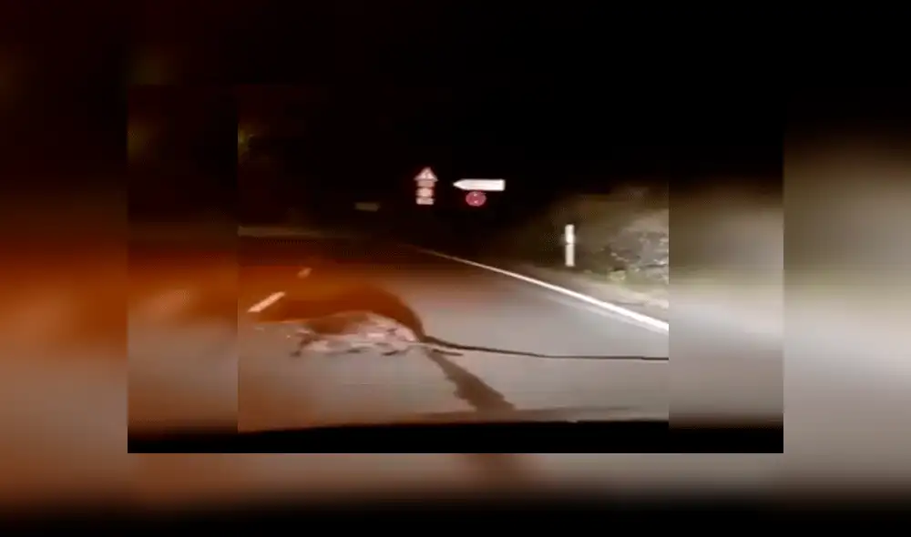 Facebook castor Facebook castor