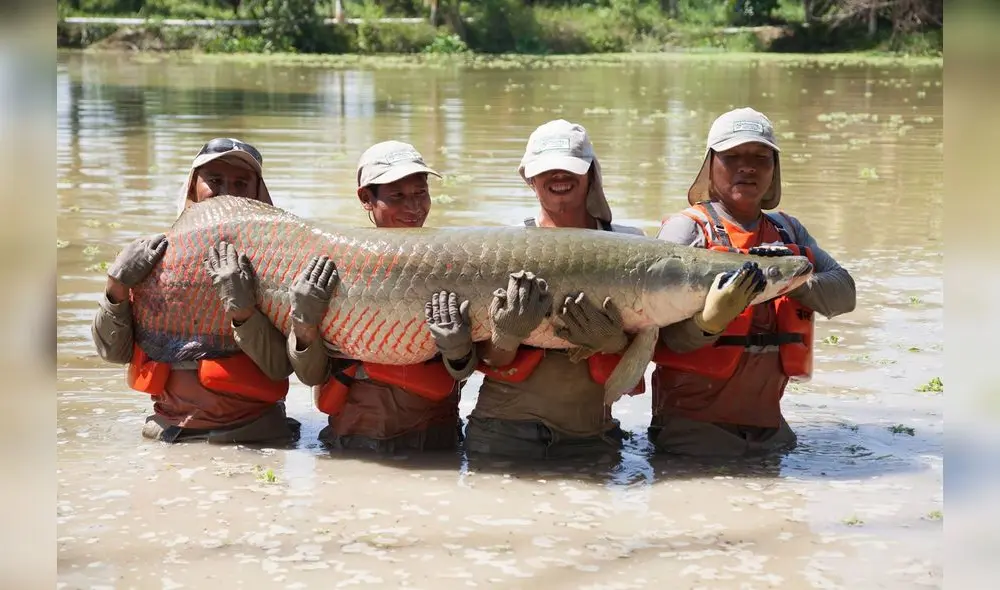 Pesca y acuicultura sostenible benefician al 60% de la población amazónica Pesca y acuicultura sostenible benefician al 60% de la población amazónica