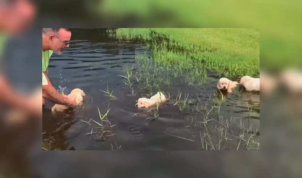 Desliza las imágenes para observar la valiente acción de unos perros bebés para nadar en un lago junto a su dueño. Fotocaptura: Facebook. Desliza las imágenes para observar la valiente acción de unos perros bebés para nadar en un lago junto a su dueño. Fotocaptura: Facebook.