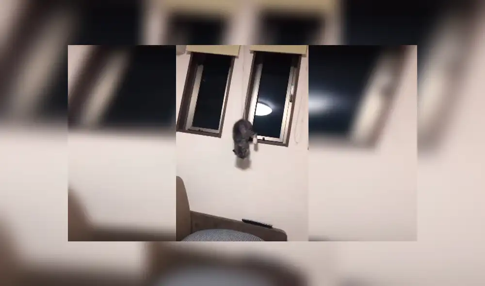 Desliza las imágenes hacia la izquierda para conocer el incidente que estuvo a punto de protagonizar un gato.