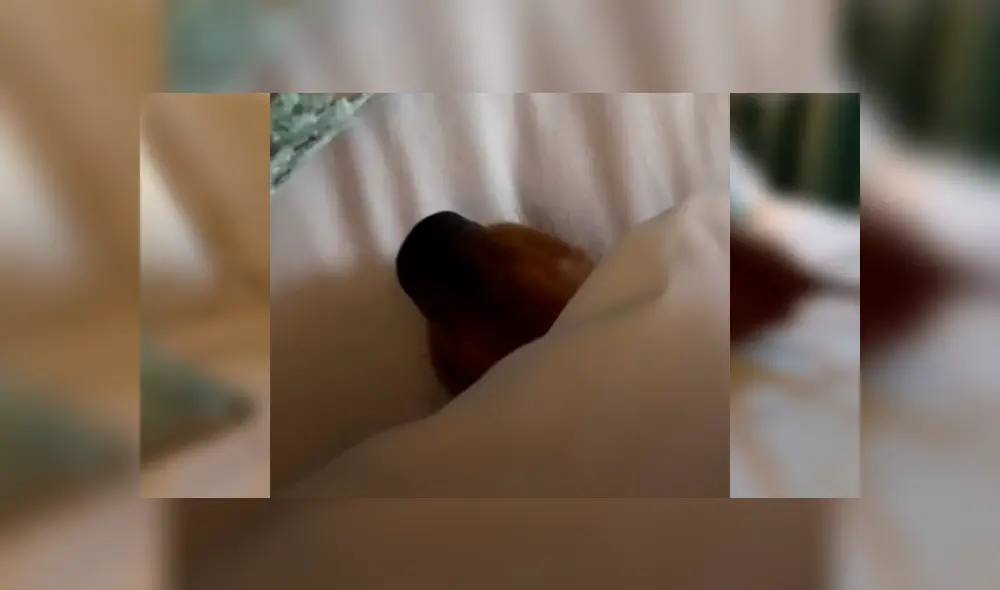 En Facebook, un perro aprovechaba la ausencia de su amo para echarse en su enorme cama y fue descubierto. En Facebook, un perro aprovechaba la ausencia de su amo para echarse en su enorme cama y fue descubierto.