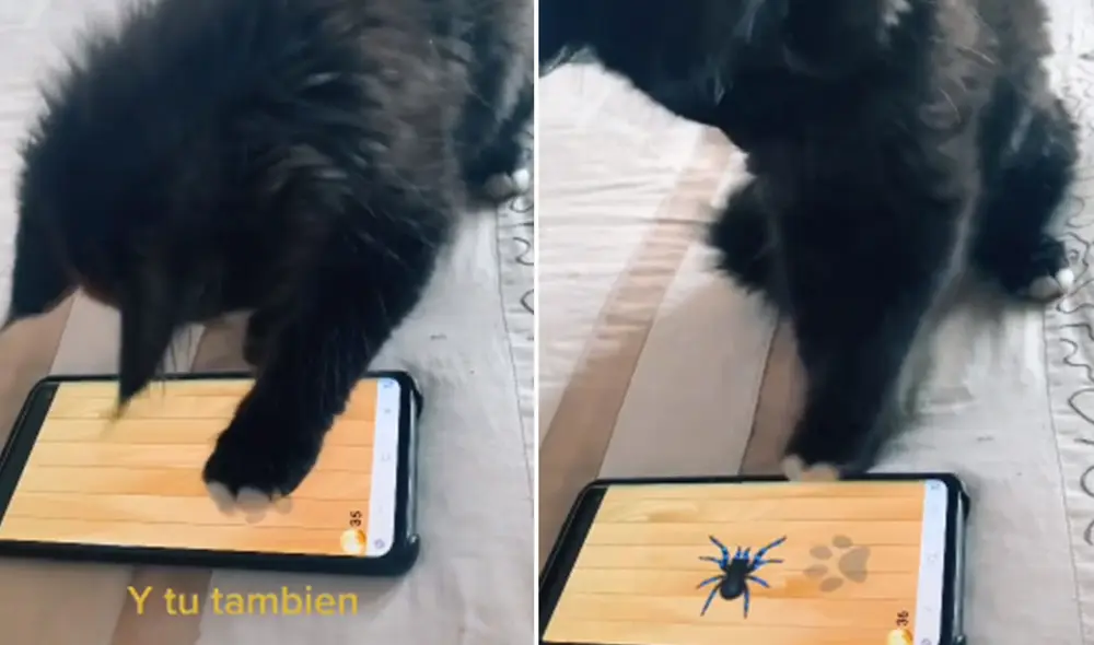 El pequeño felino sorprendió con su habilidad para manipular el juego y 'derrotó' a varios insectos. Foto: captura de TikTok El pequeño felino sorprendió con su habilidad para manipular el juego y 'derrotó' a varios insectos. Foto: captura de TikTok