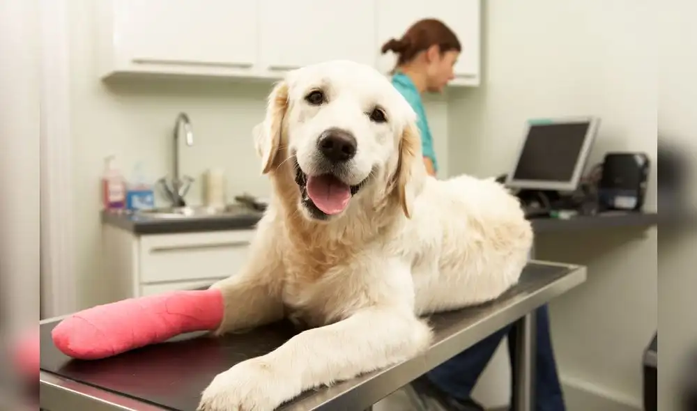Female Veterinary Surgeon Treating Dog In Surgery