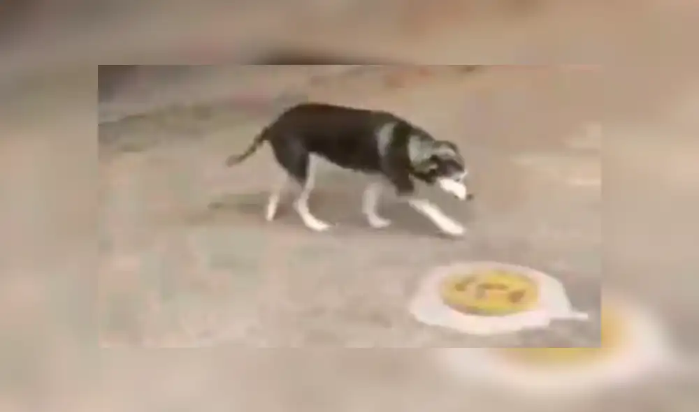 Facebook viral: Perro callejero espera todos los días a chofer de bus para que le comparta su comida [VIDEO]