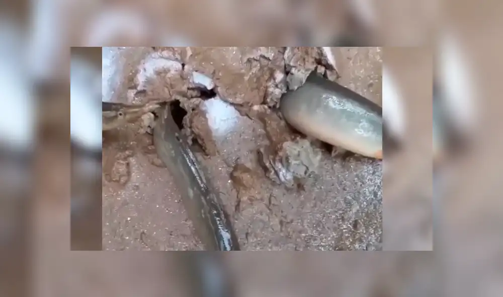 Facebook viral: joven aterrado tras ver a extrañas criaturas salir de un suelo [VIDEO] 