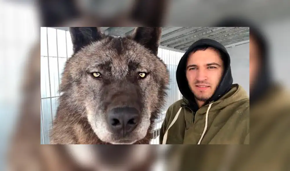 YouTube viral: chico busca tomarse selfie con enorme lobo negro y este reacciona así [VIDEO]