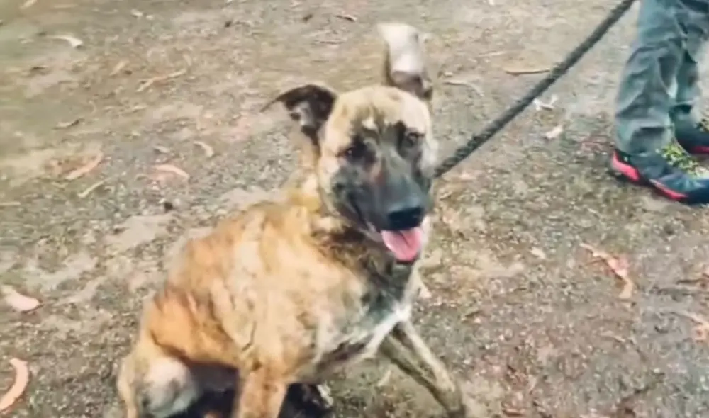 Desliza las imágenes para conocer la historia de un perro que sufrió maltratos, pero felizmente recibió ayuda. Foto: Captura de Facebook Desliza las imágenes para conocer la historia de un perro que sufrió maltratos, pero felizmente recibió ayuda. Foto: Captura de Facebook