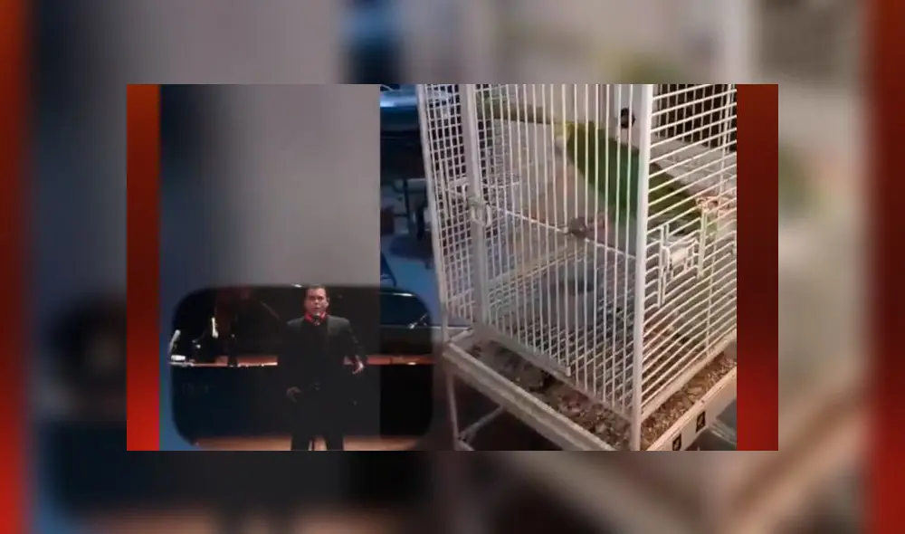 Desliza las imágenes para ver al pequeño loro que resultó ser un fanático de la ópera. Foto:  AFmedios/Captura