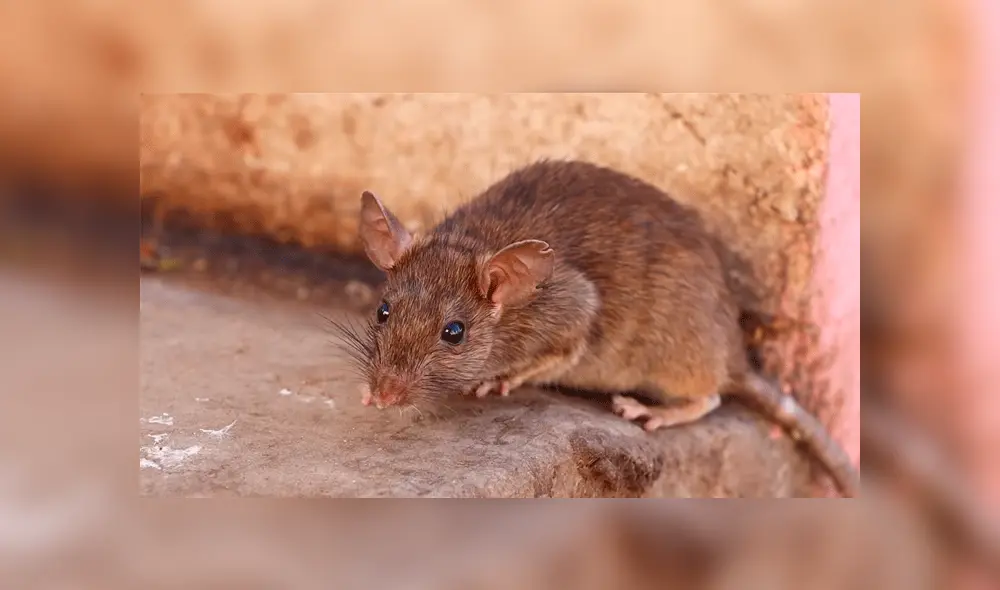 YouTube: ¿Conoces el 'Templo de las ratas' de la India? Aquí la sorprendente historia de este santuario