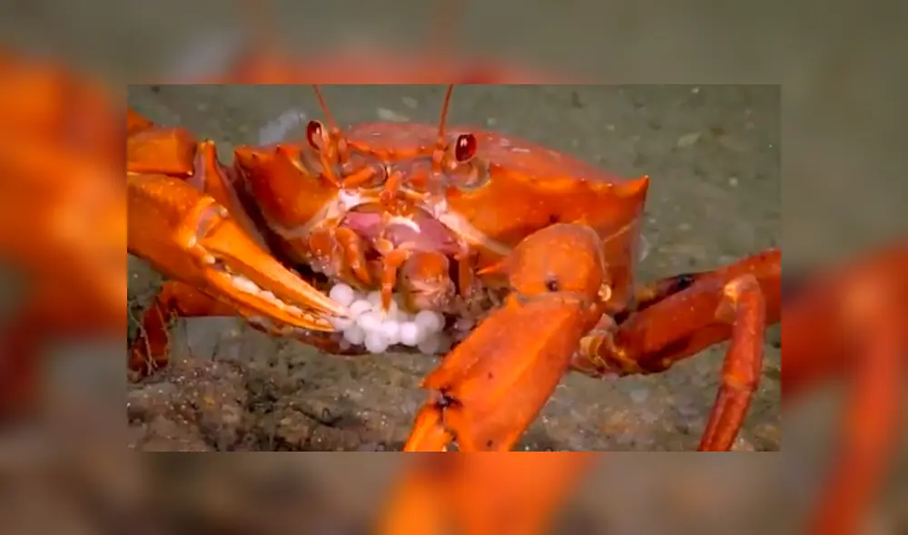 Un grupo de buzos se topó con un cangrejo devorando a sus crías.