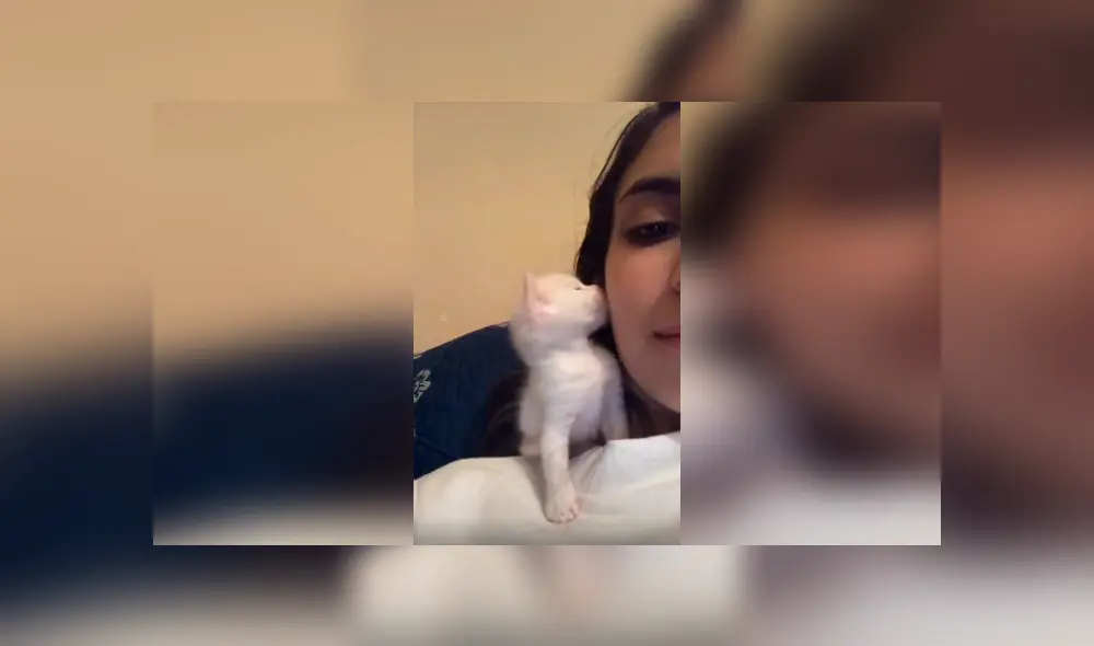 Desliza las imágenes para apreciar la amorosa acción de un gato bebé al recibir un beso por parte de su dueña.