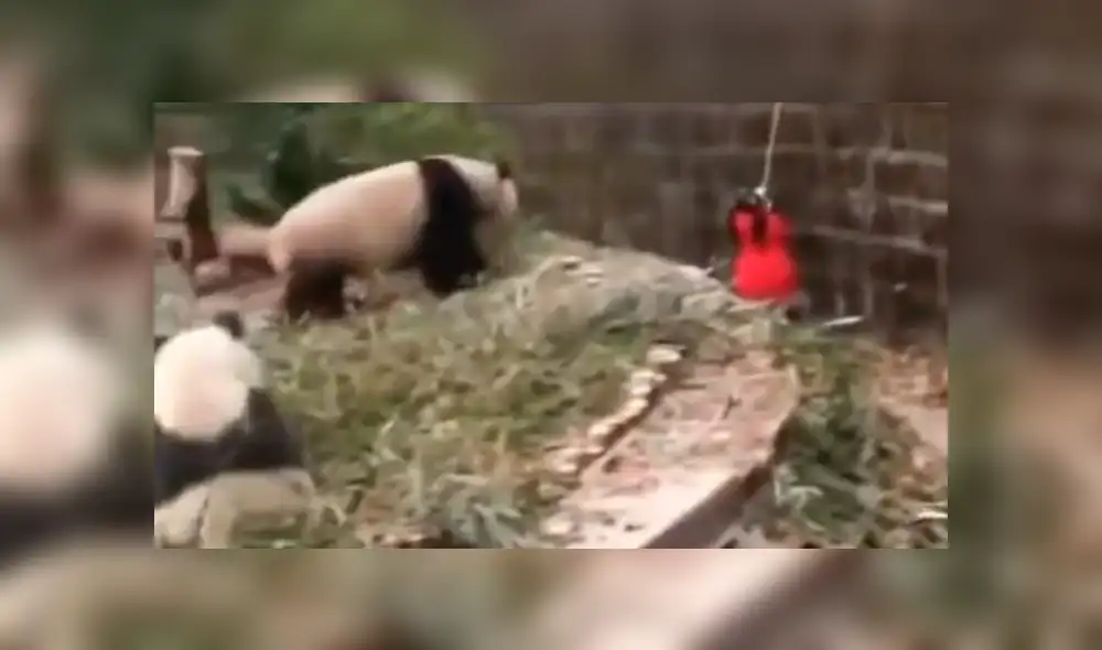 YouTube viral: niña cae a recinto de osos pandas y visitantes de zoológico quedan en shock [VIDEO]