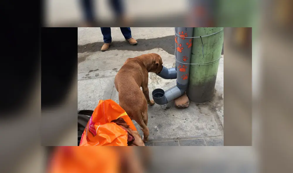 Facebook: estudiantes lanzan iniciativa para alimentar a perros callejeros junto a la PNP [FOTOS]
