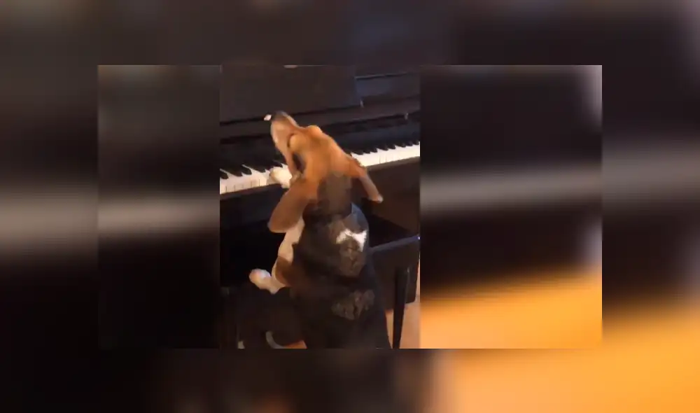 Facebook viral: Perro hace un show musical con piano y causa furor en las redes [VIDEO]