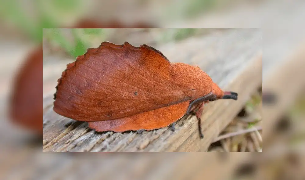 Vía Facebook: intentó levantar una hoja seca, pero era una misteriosa criatura [VIDEO]