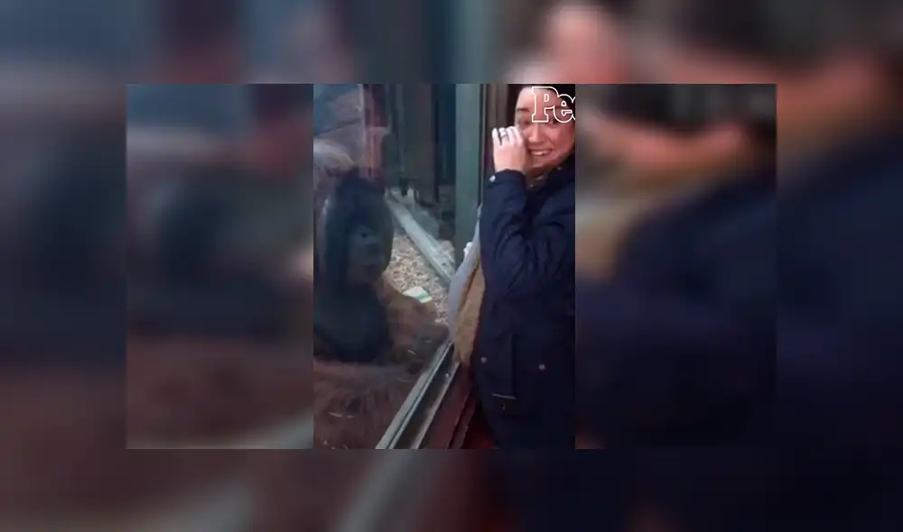 En Facebook, un orangután se emocionó al percatarse de la presencia de una embarazada en su recinto.