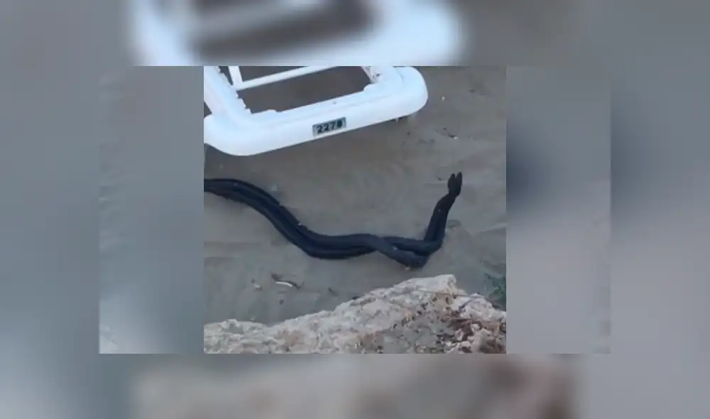 Video viral de YouTube muestra el preciso instante en que dos serpientes negras se pelean a muerte y asustan a bañistas. Video viral de YouTube muestra el preciso instante en que dos serpientes negras se pelean a muerte y asustan a bañistas.