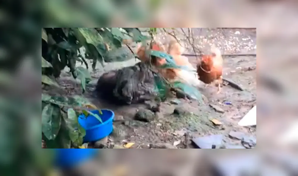 Desliza la imagen de TikTok para verlas todas. Foto: jessicamirandamen Desliza la imagen de TikTok para verlas todas. Foto: jessicamirandamen