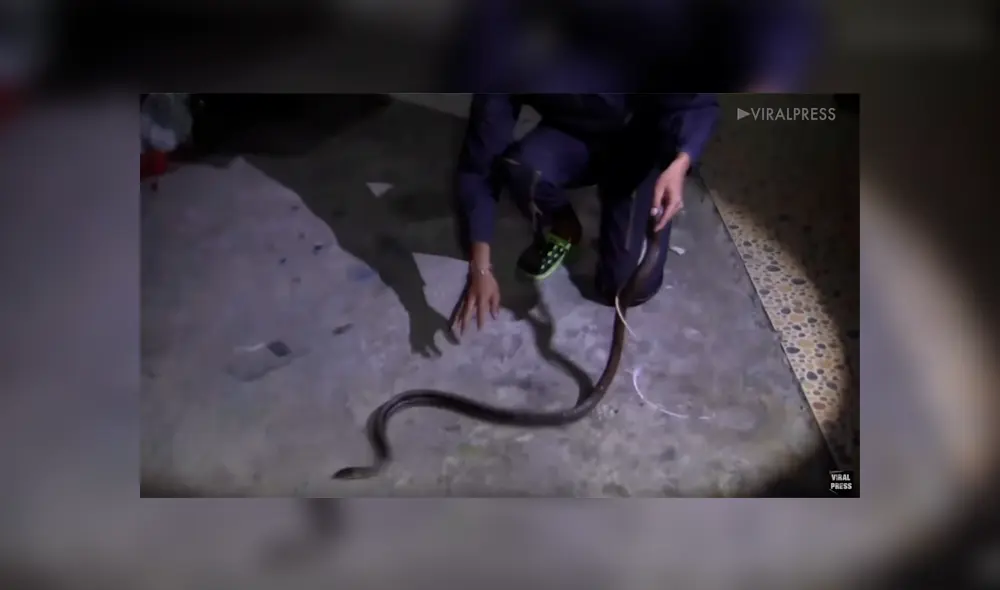 YouTube viral: joven limpia sus zapatos viejos y descubre peligrosa criatura en su interior [VIDEO]
